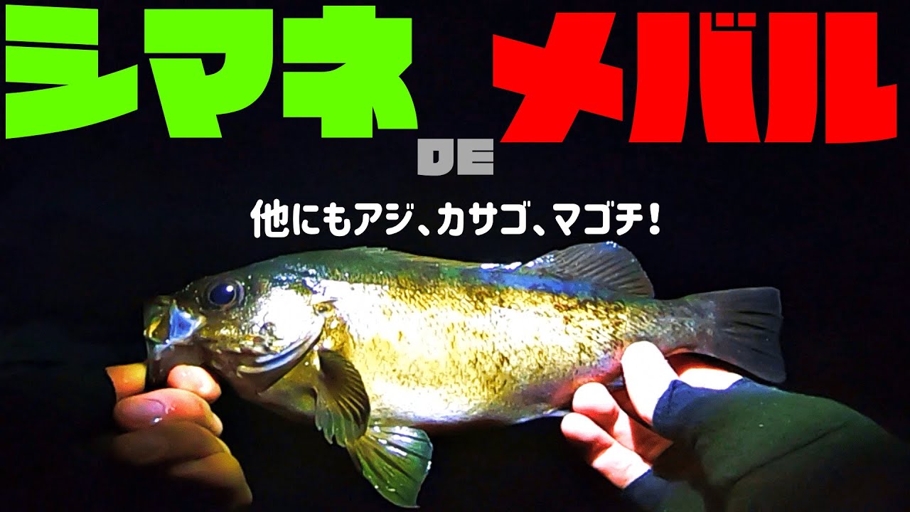 【島根】磯と漁港で釣りしたら、島根県が好きになった件【ライトゲーム、メバリング】