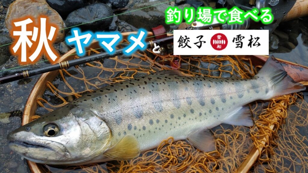 【渓流ヤマメ】【餃子の雪松】秋ヤマメ降臨。 宮崎県の渓流でヤマメ釣りして釣り場で鉄板餃子を焼いてみた。Wild Cherry Trout in